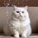 Можно ли кошкам воду