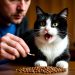 Можно ли кормить кошку кормом для стерилизованных