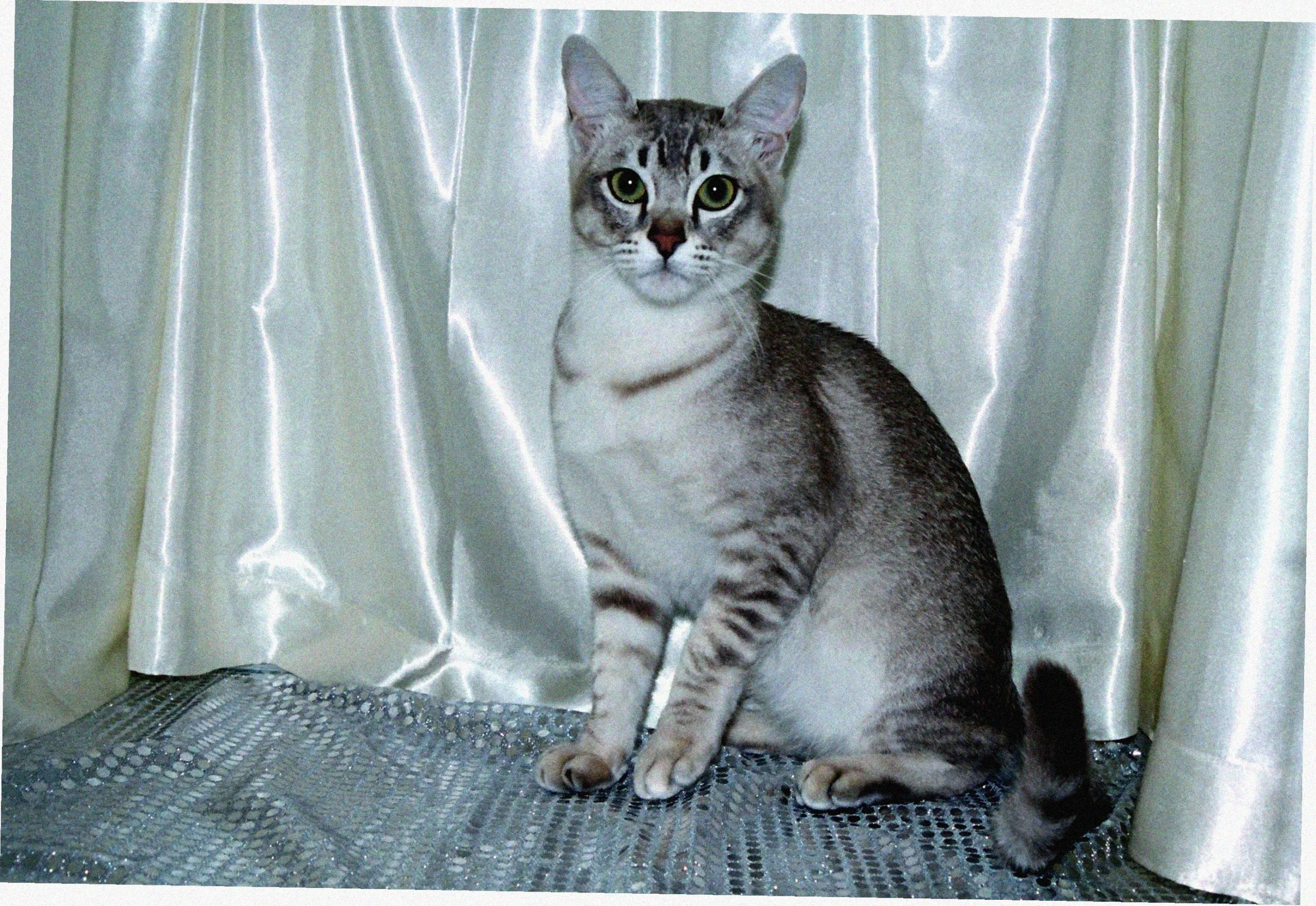 Азиатская короткошерстная