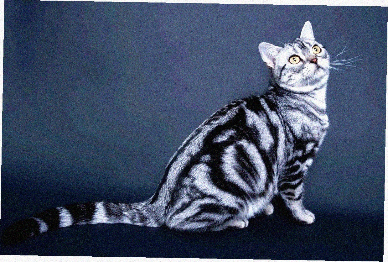 Американская короткошерстная кошка