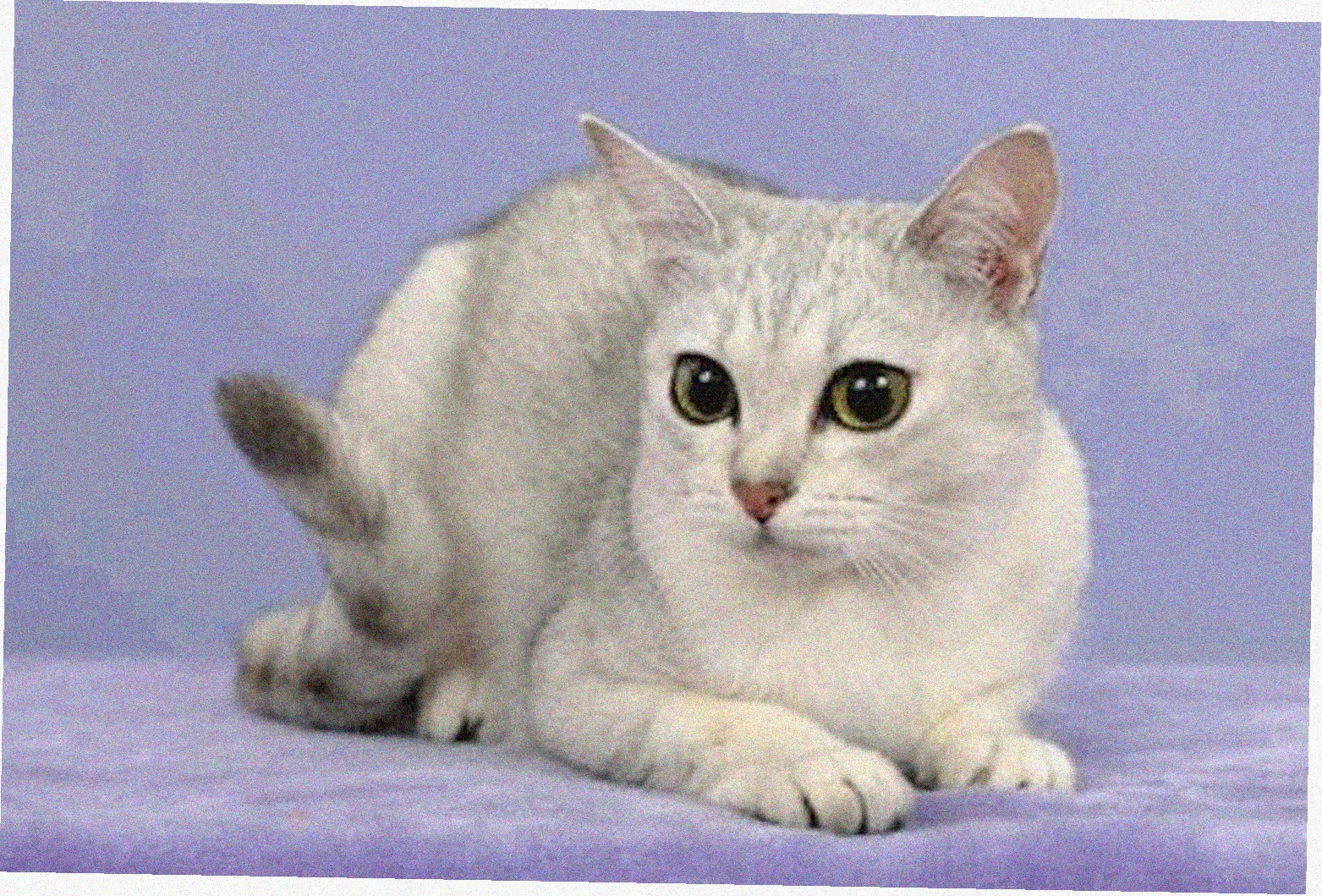 Азиатская короткошерстная