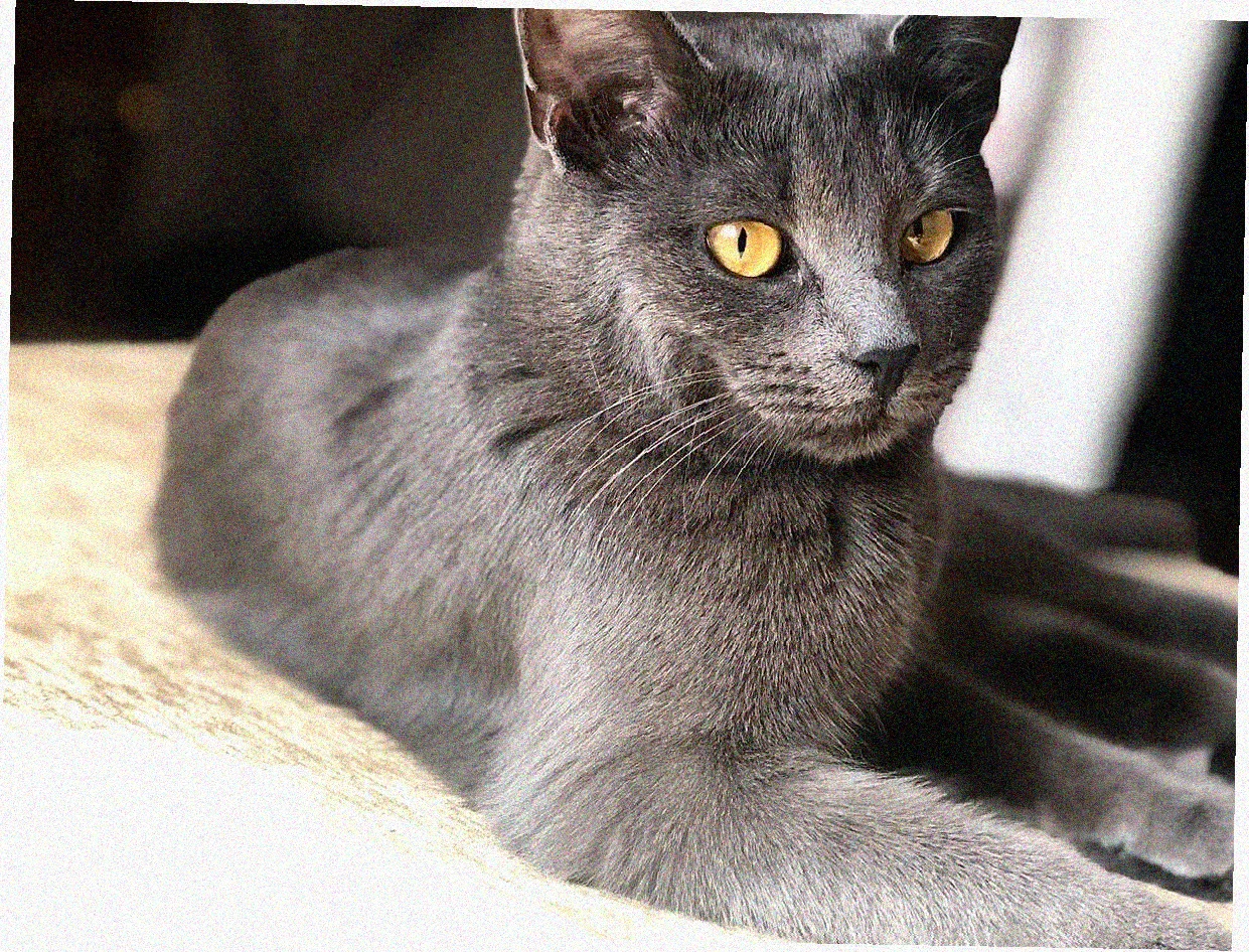 Азиатская короткошерстная