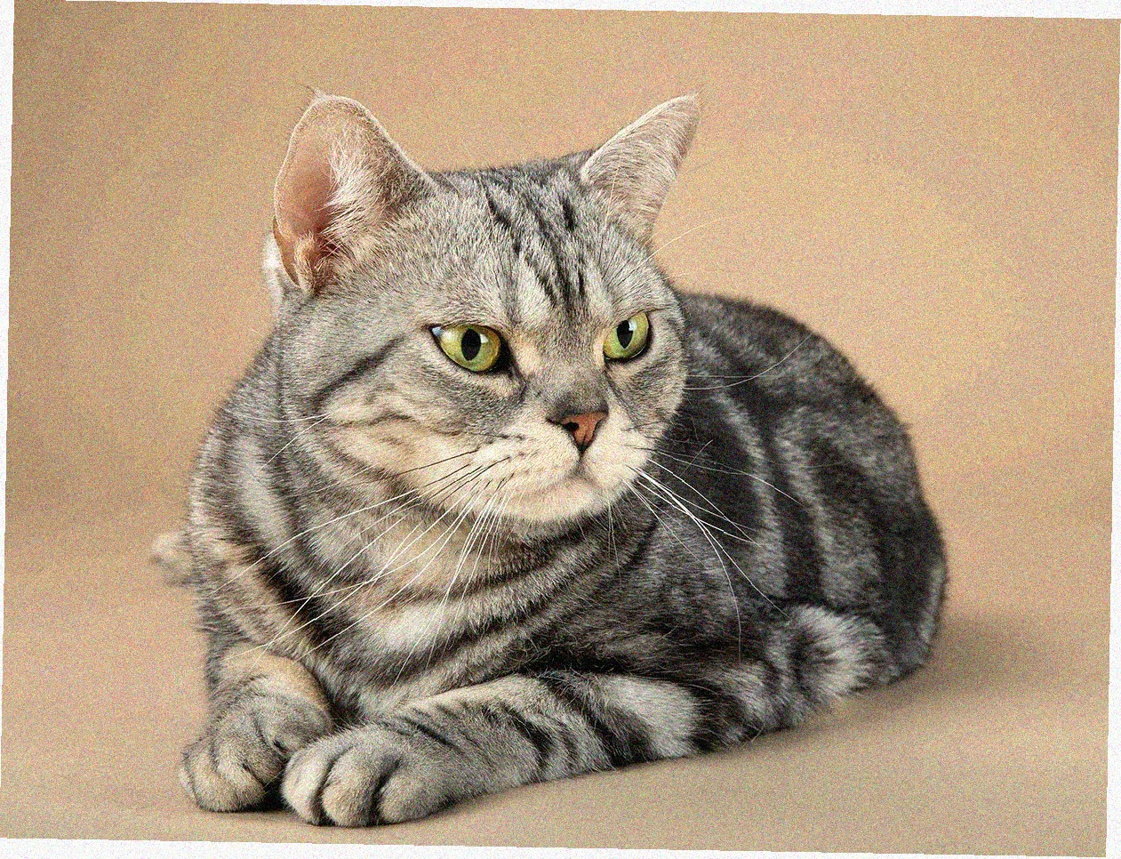 Американская короткошерстная кошка