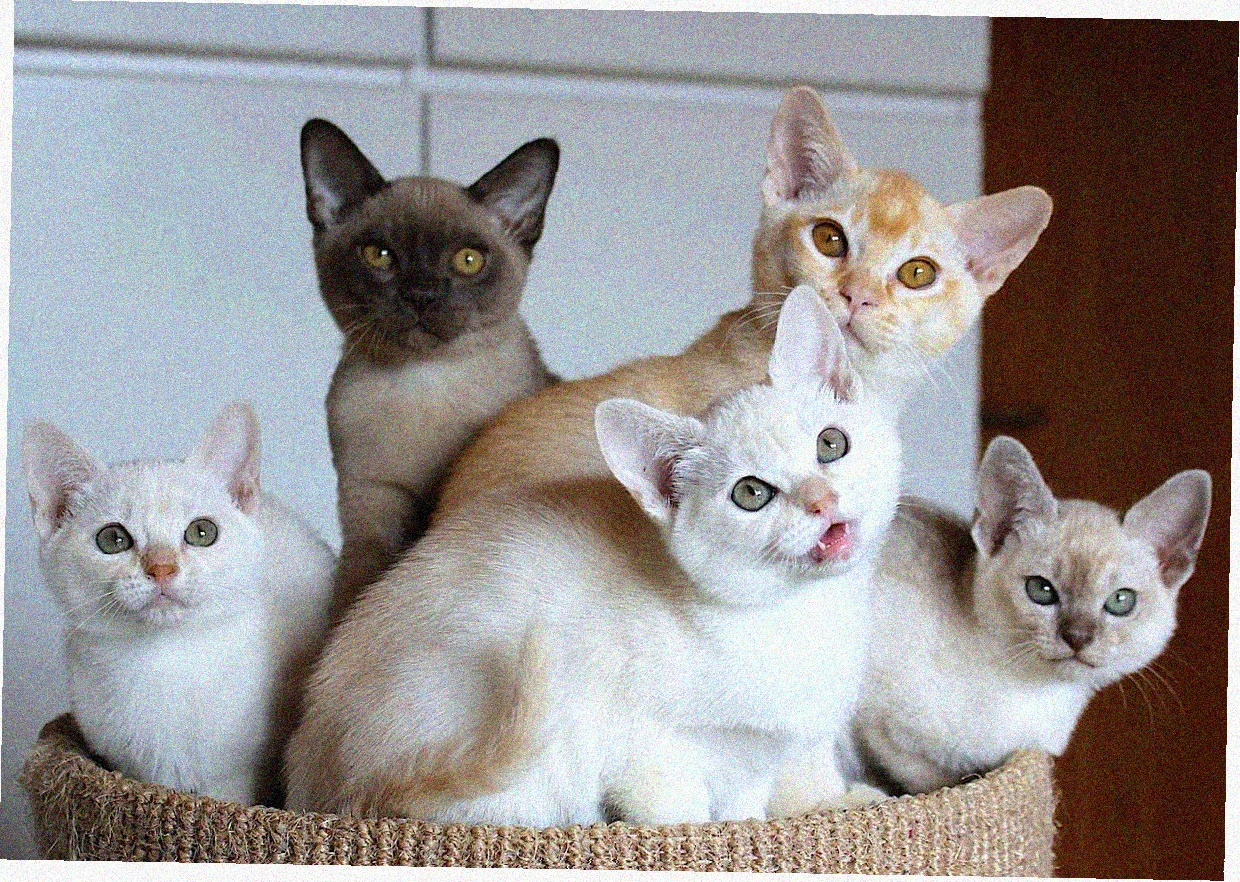 Азиатская короткошерстная