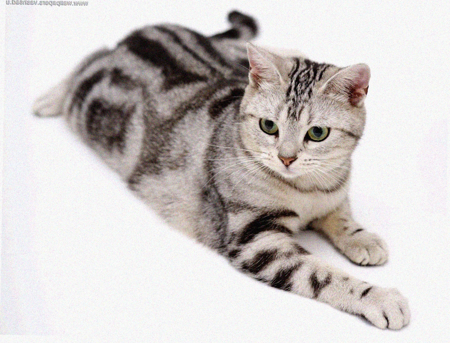 Американская короткошерстная кошка