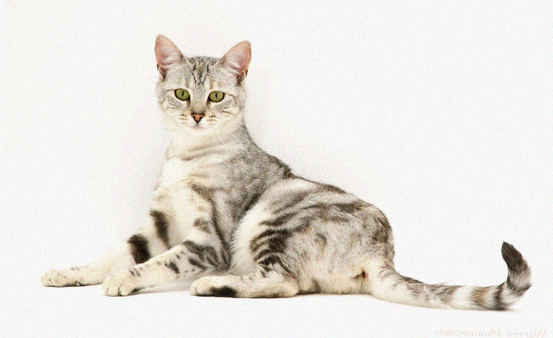 Азиатская короткошерстная