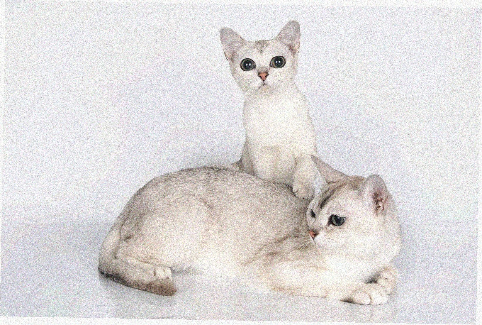 Азиатская короткошерстная