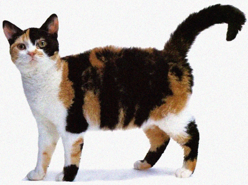 Американская жесткошерстная кошка