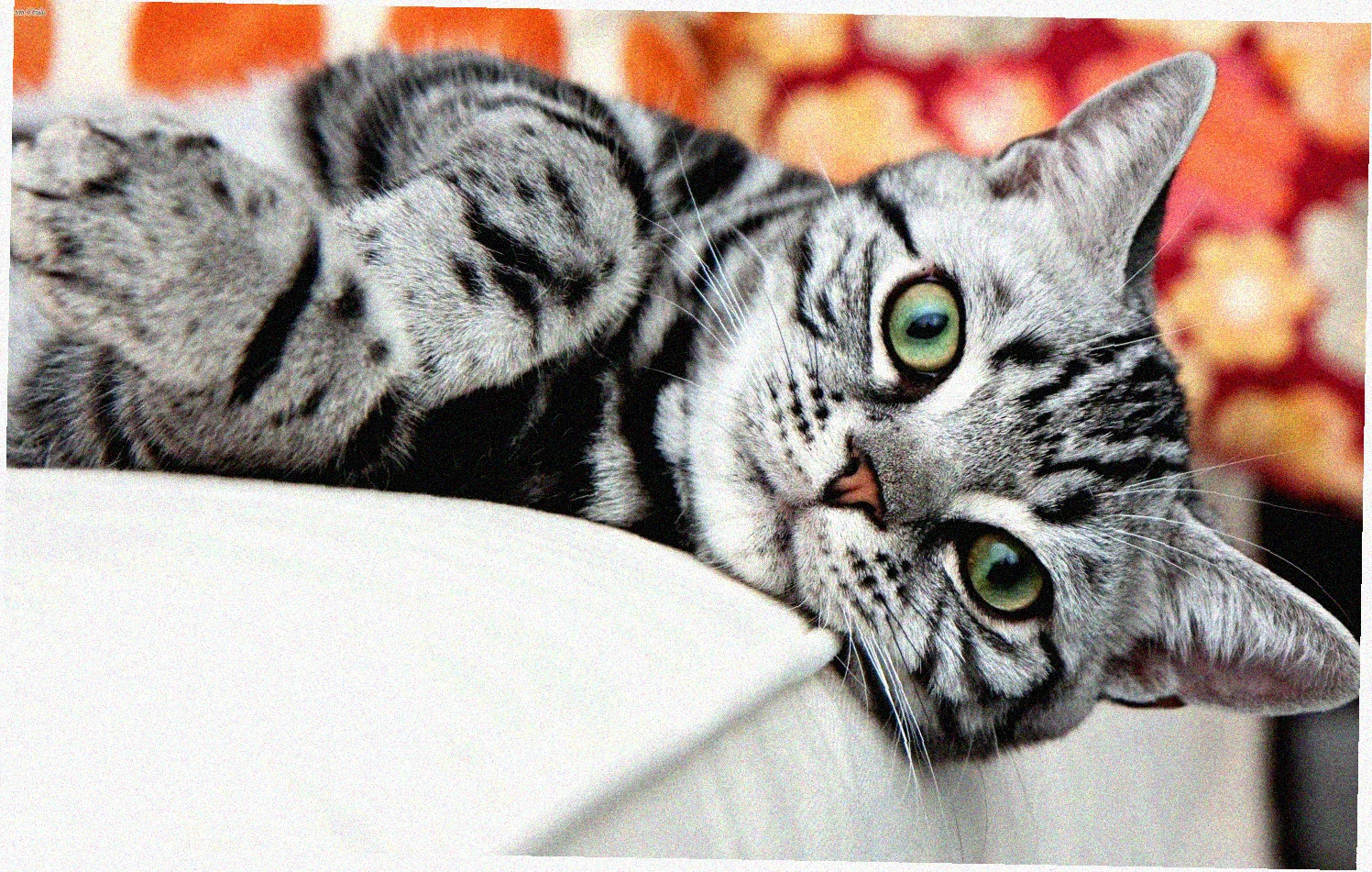Американская короткошерстная кошка