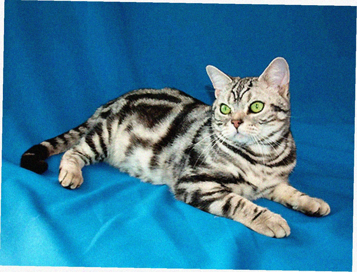 Американская короткошерстная кошка