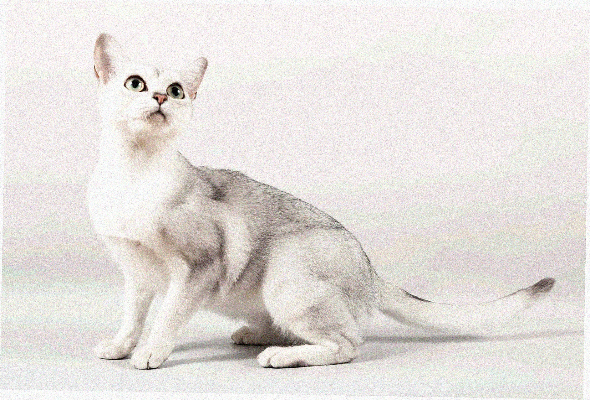 Азиатская короткошерстная
