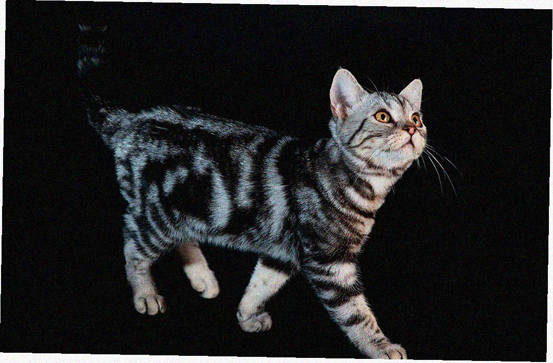 Американская короткошерстная кошка
