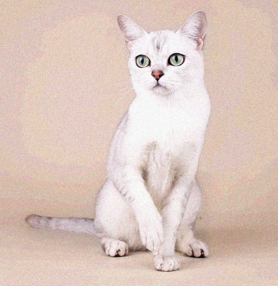 Азиатская короткошерстная