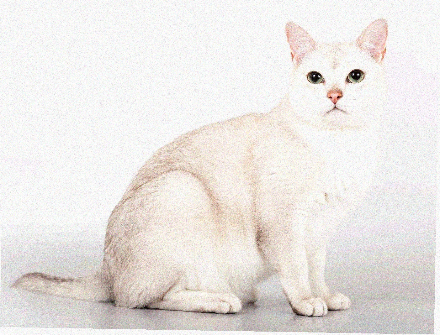 Азиатская короткошерстная