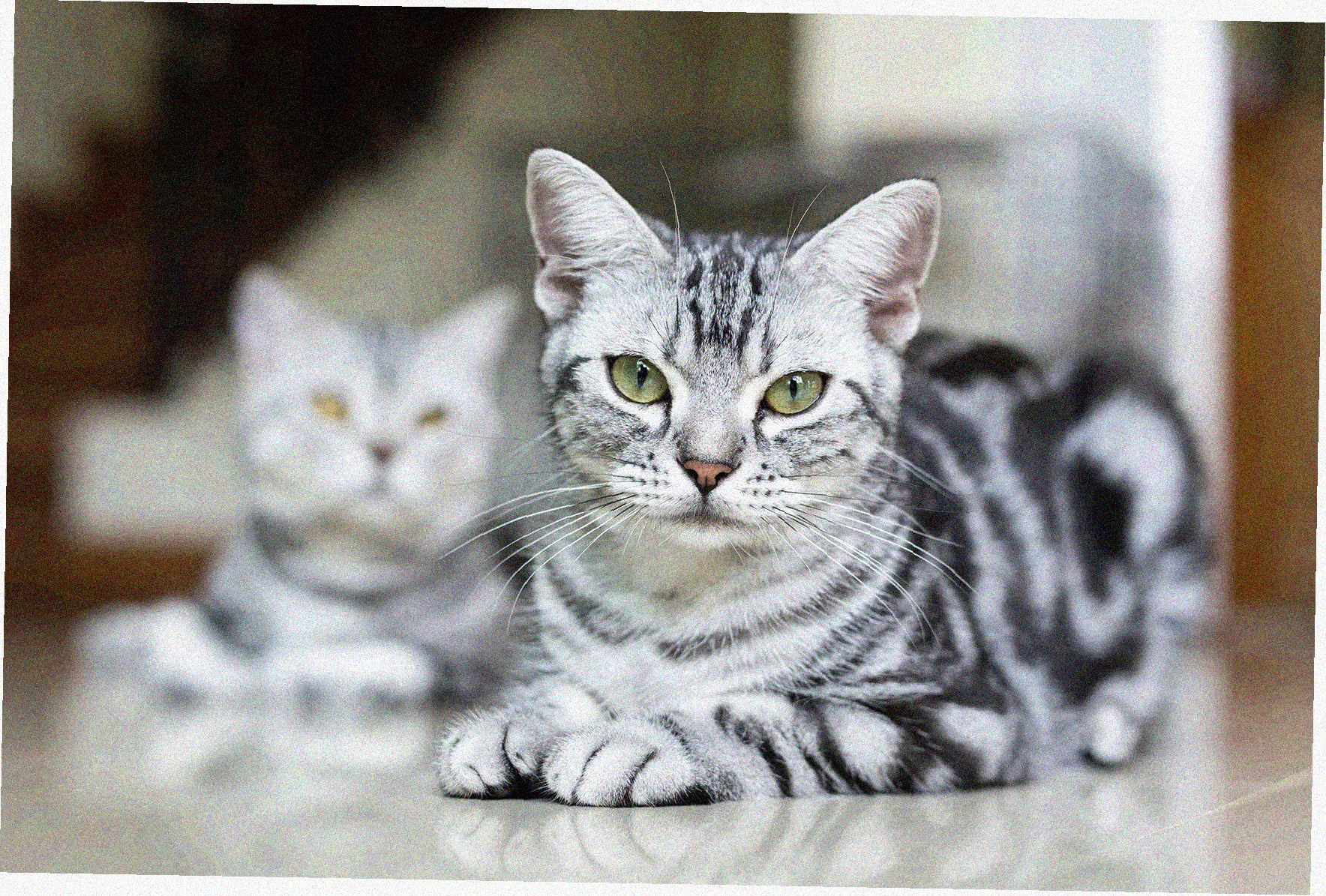 Американская короткошерстная кошка