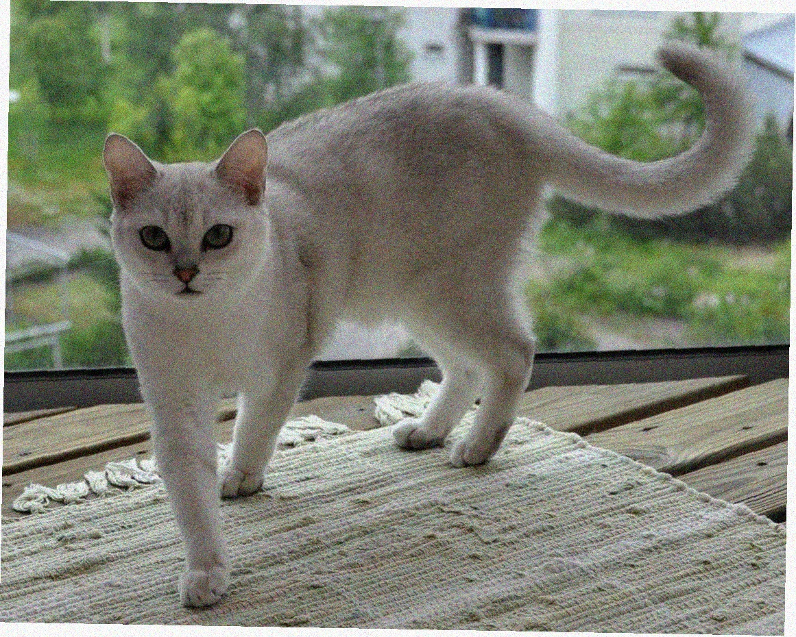 Азиатская короткошерстная