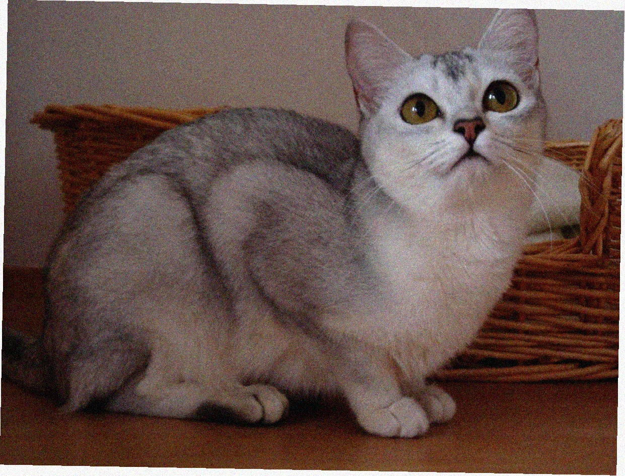 Азиатская короткошерстная