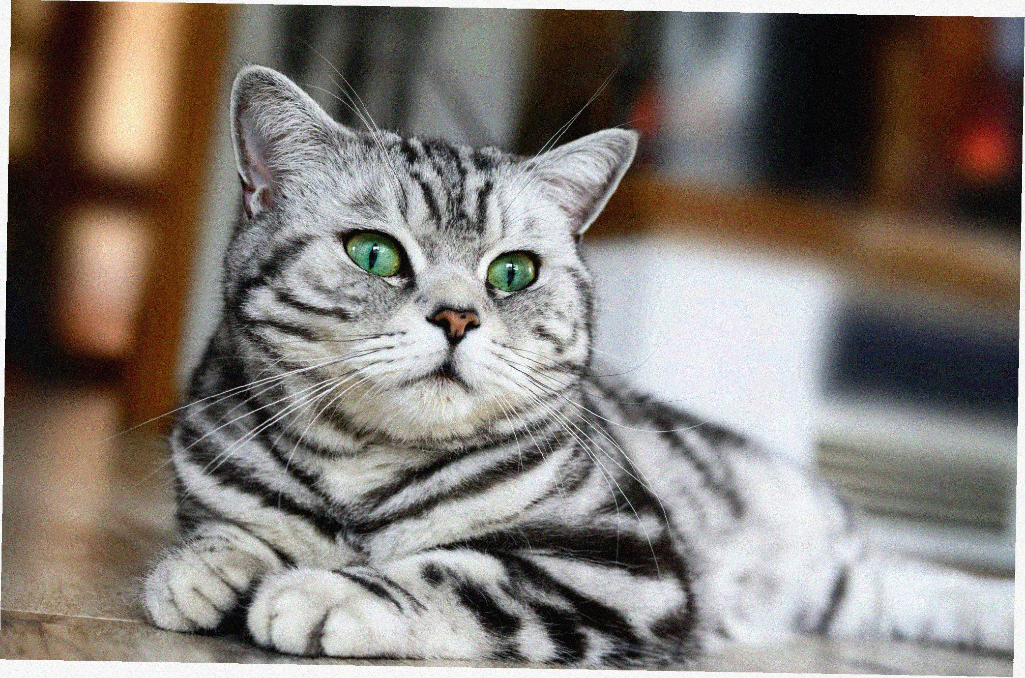 Американская короткошерстная кошка