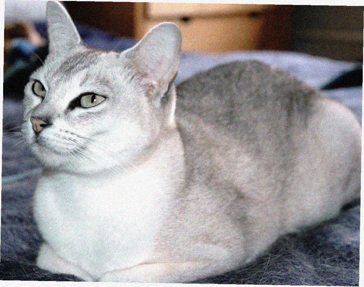 Азиатская короткошерстная
