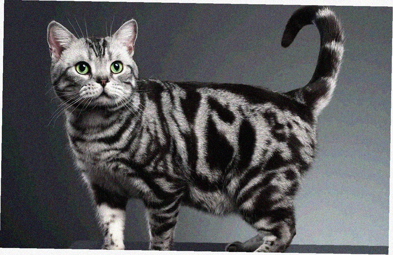 Азиатская короткошерстная