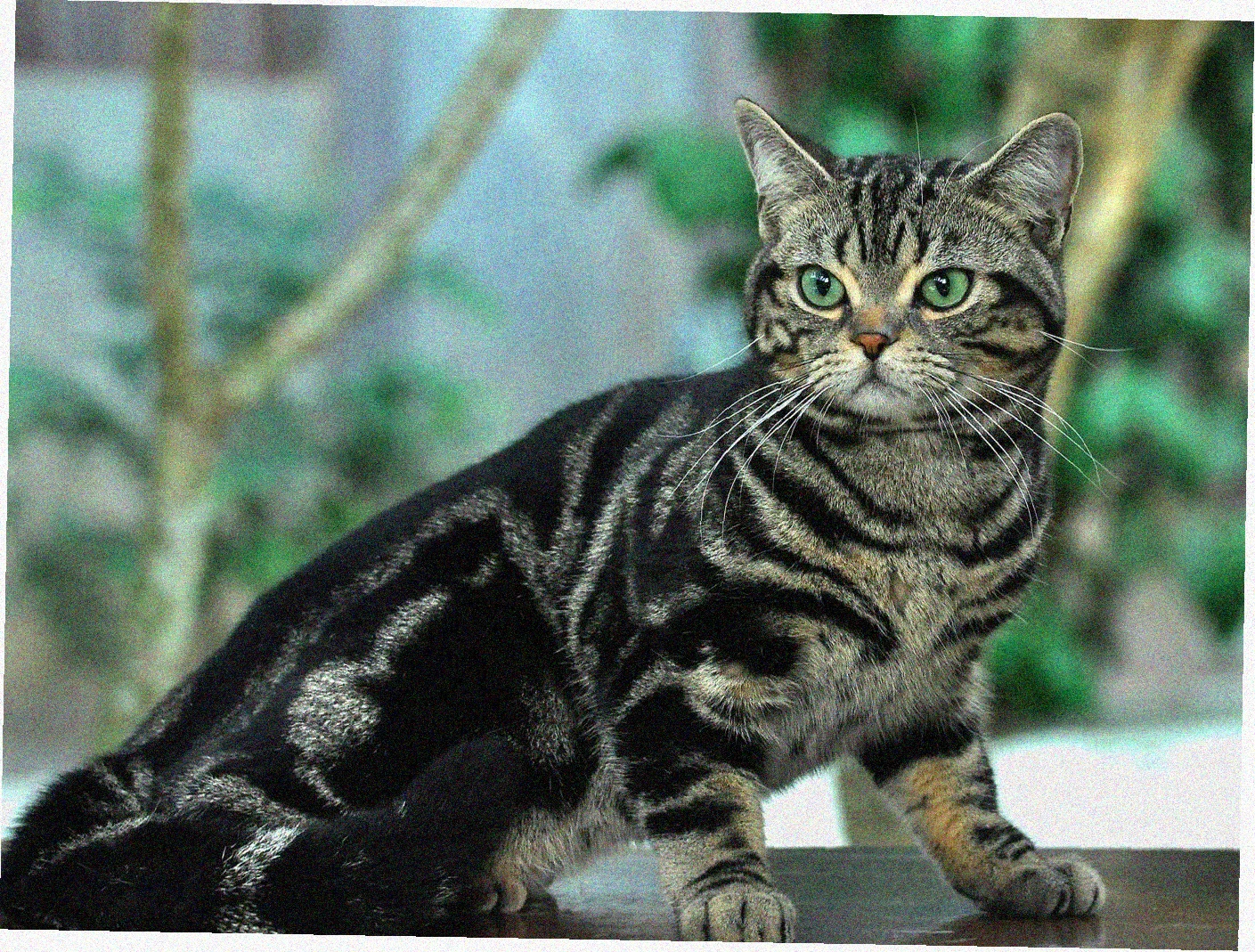 Американская короткошерстная кошка