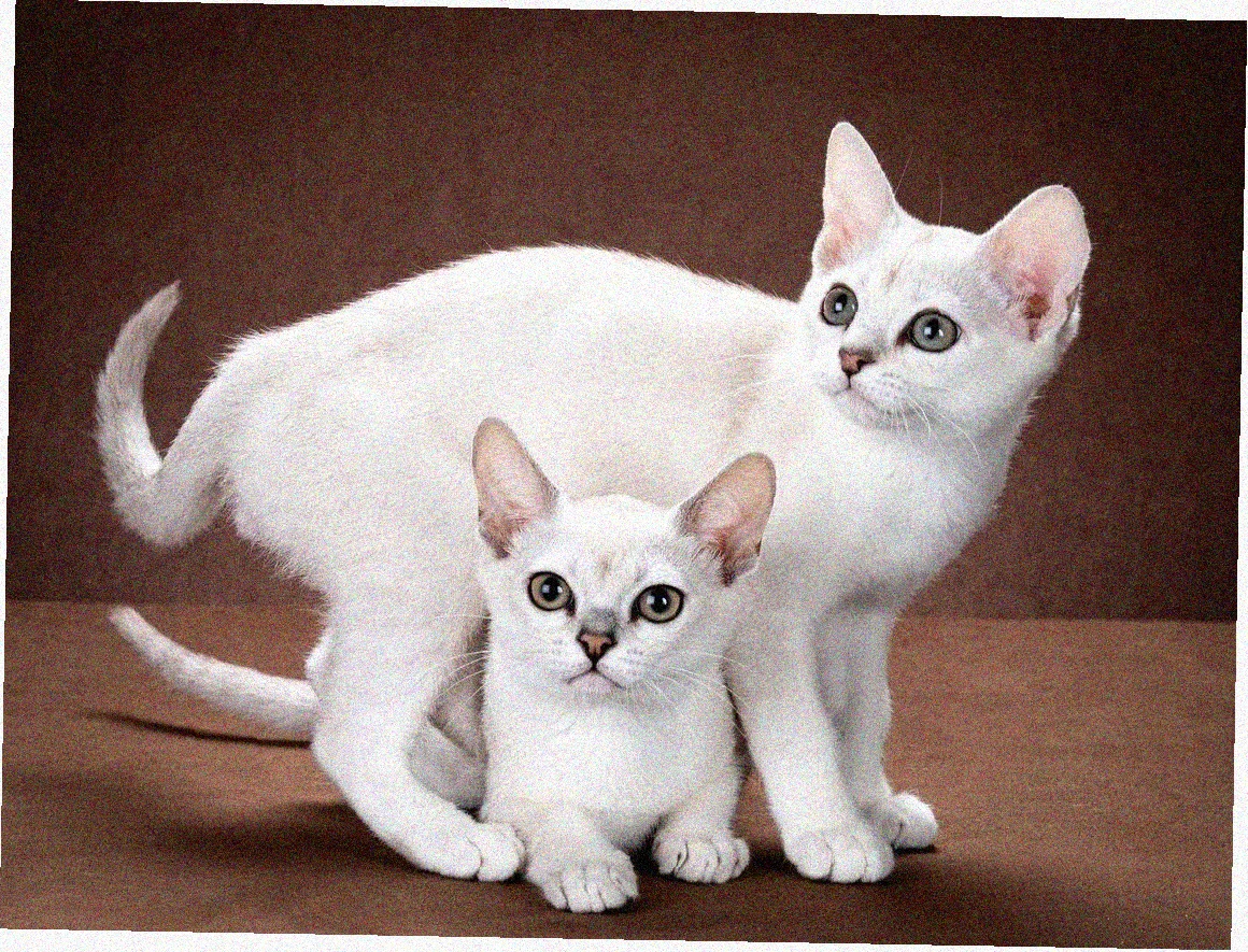 Азиатская короткошерстная