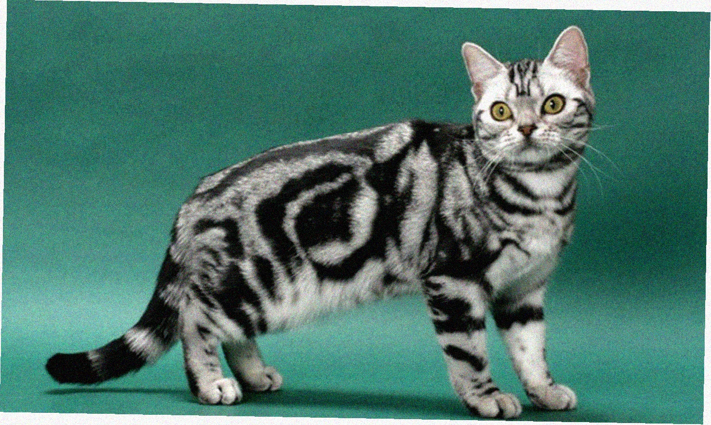Американская короткошерстная кошка