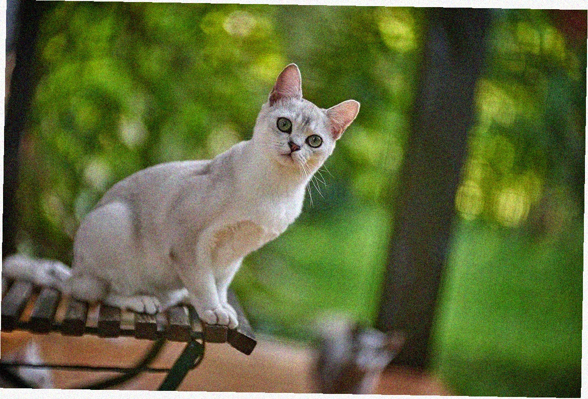 Азиатская короткошерстная