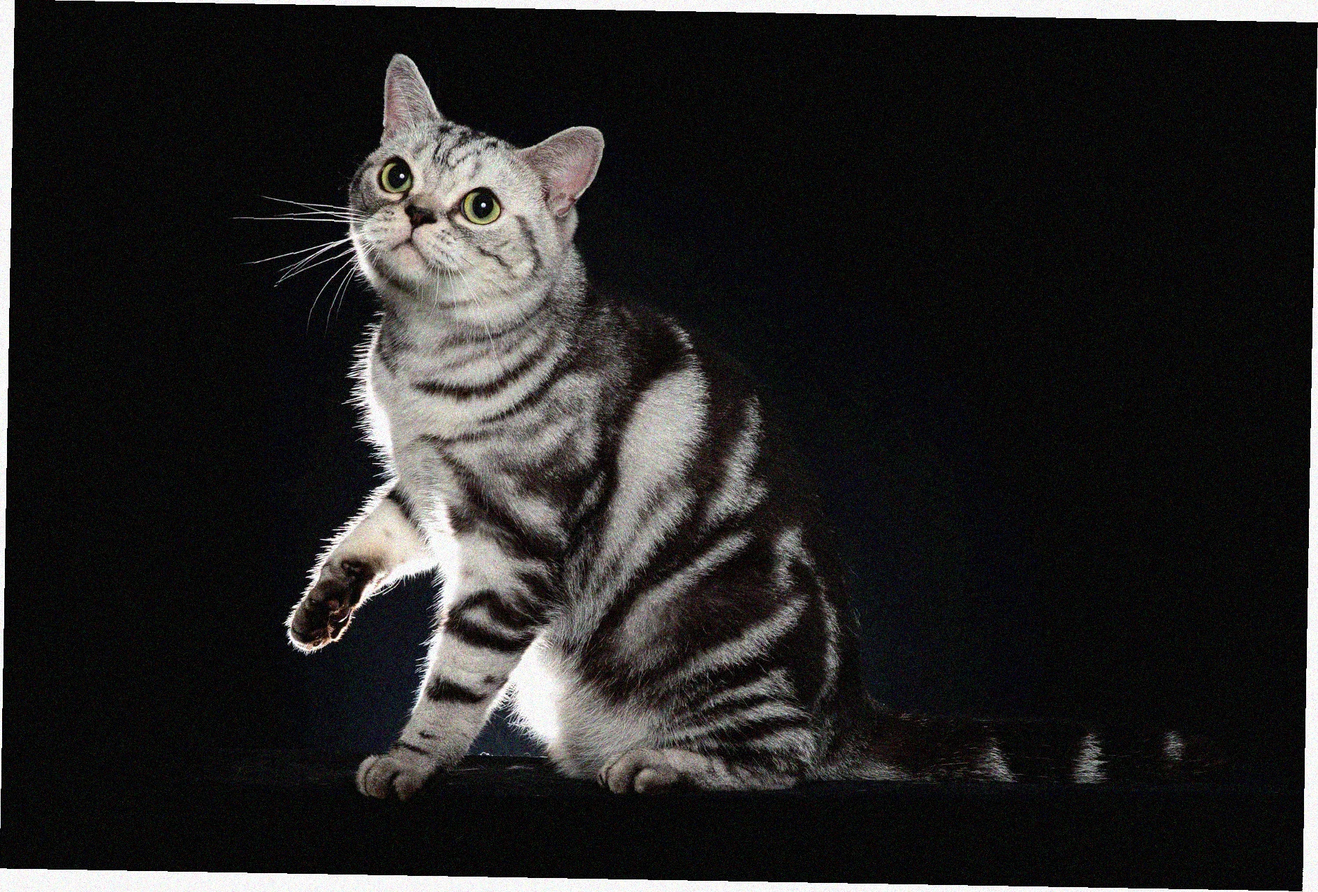 Американская короткошерстная кошка