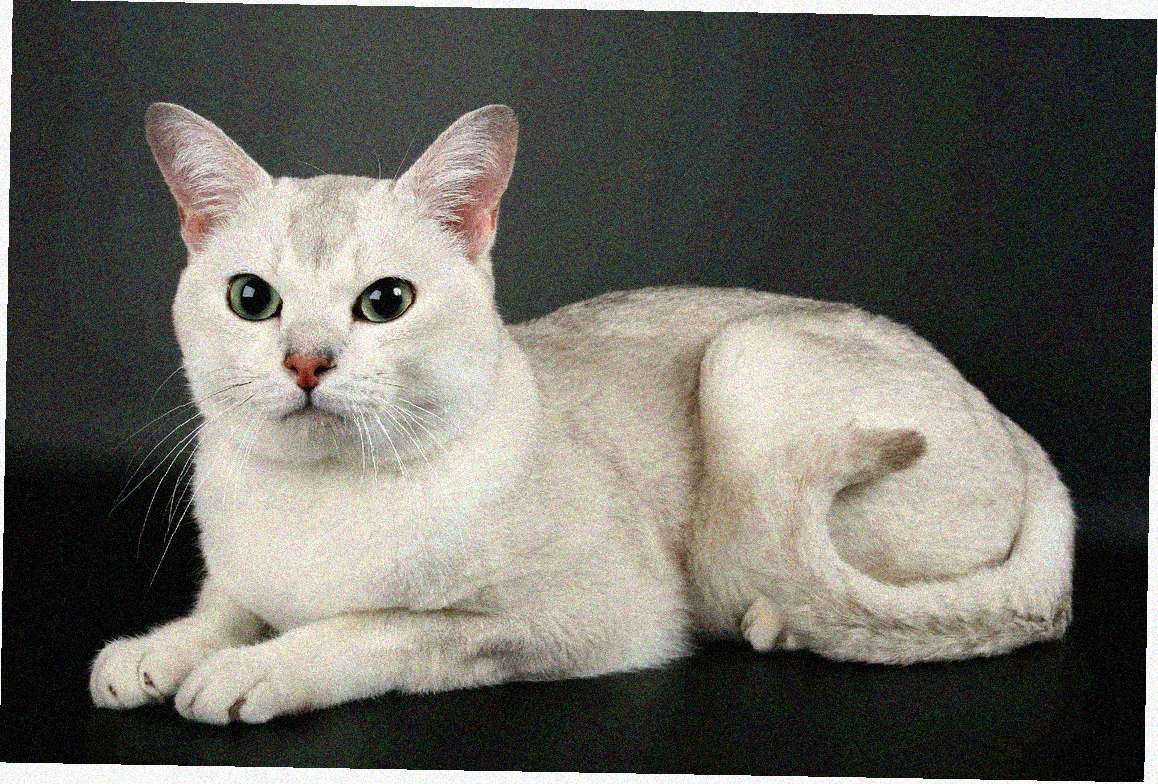 Азиатская короткошерстная