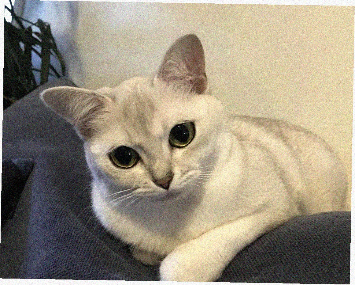 Азиатская короткошерстная