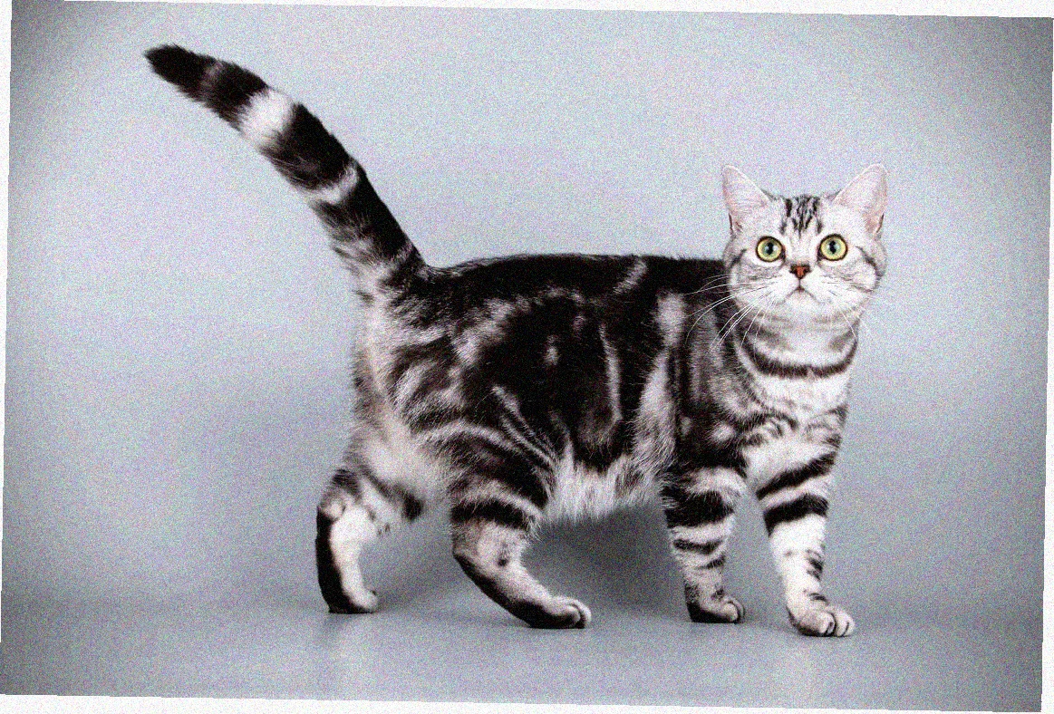 Американская короткошерстная кошка