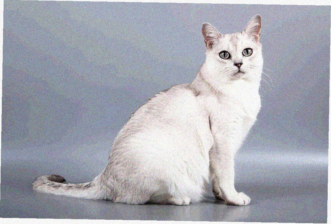 Азиатская короткошерстная