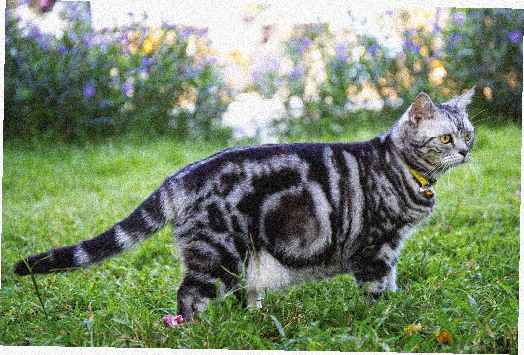 Американская короткошерстная кошка