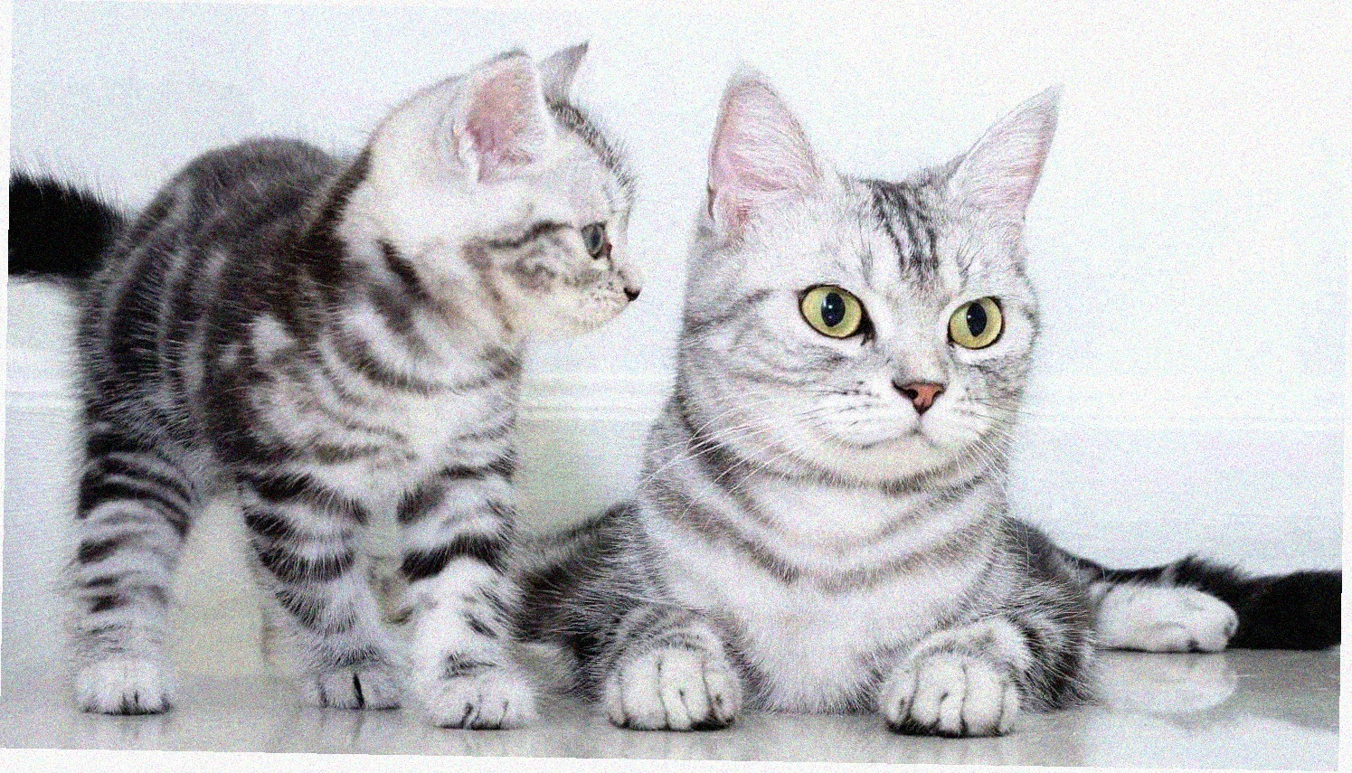 Американская короткошерстная кошка
