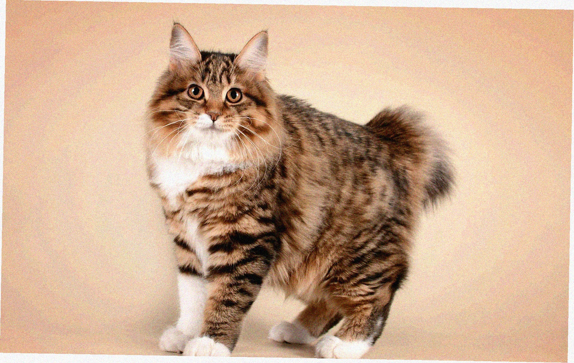 Американская короткошерстная кошка