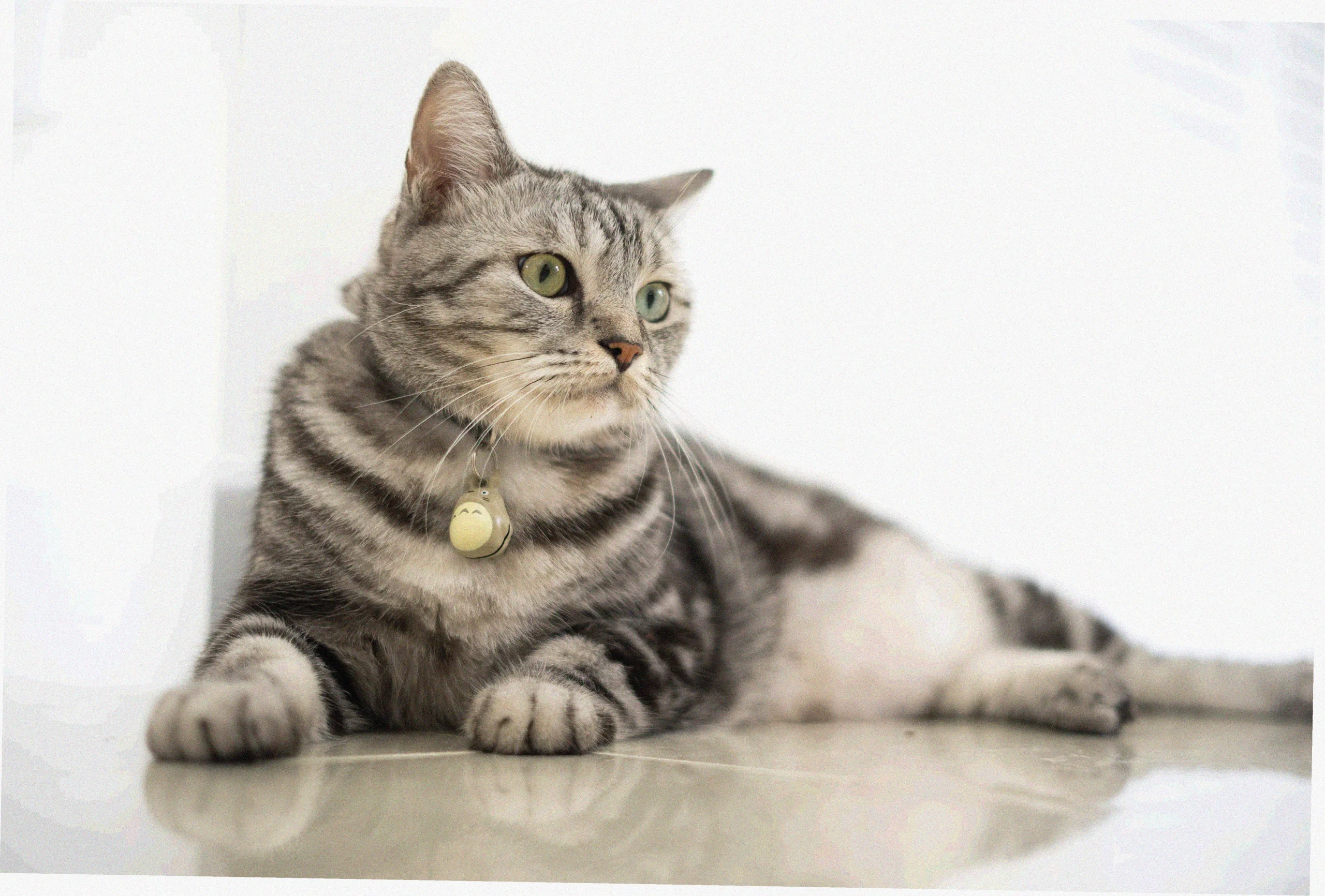 Американская короткошерстная кошка