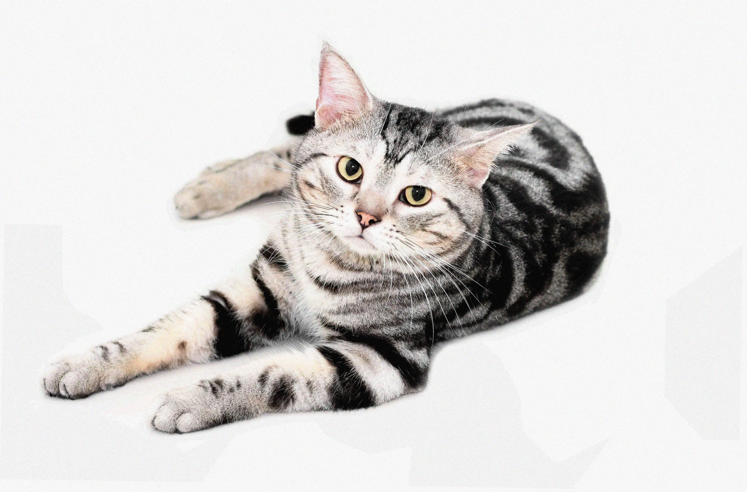 Американская короткошерстная кошка