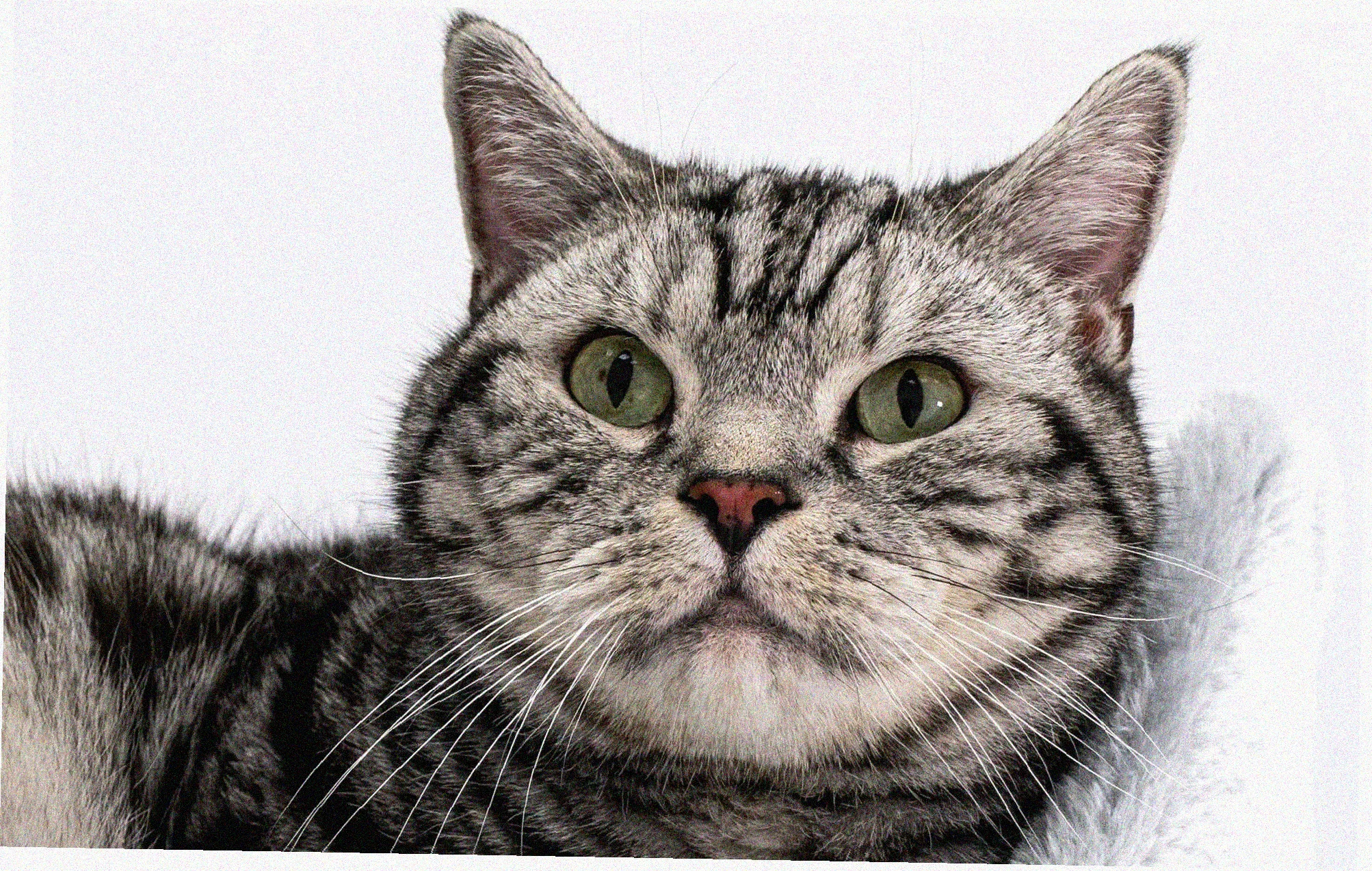 Американская короткошерстная кошка