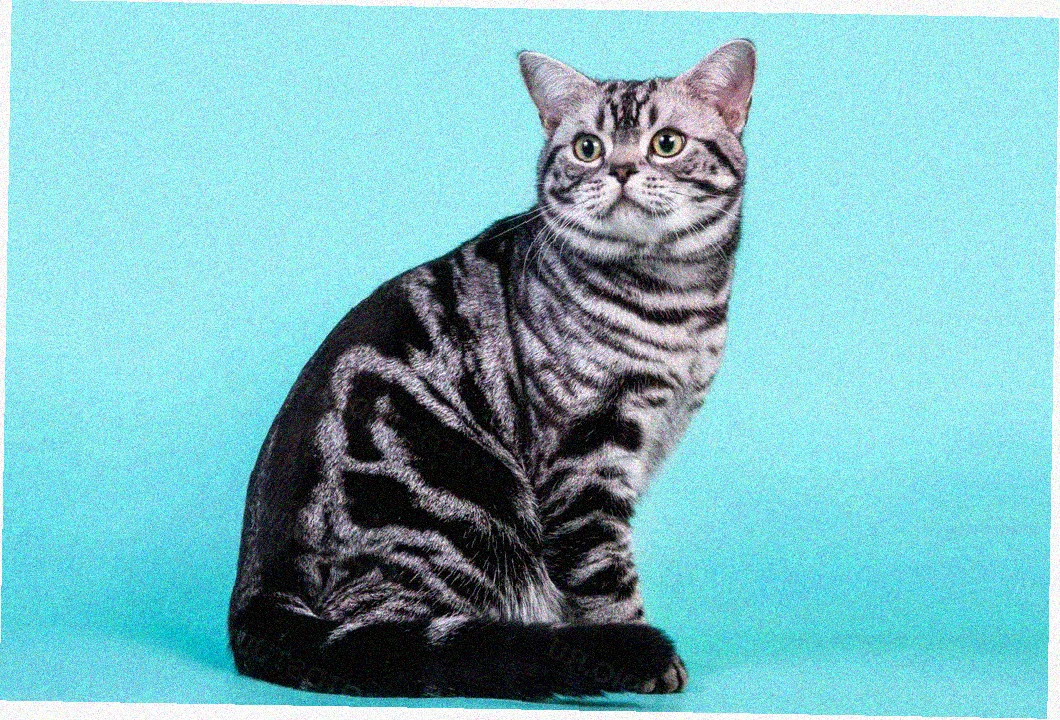 Американская короткошерстная кошка
