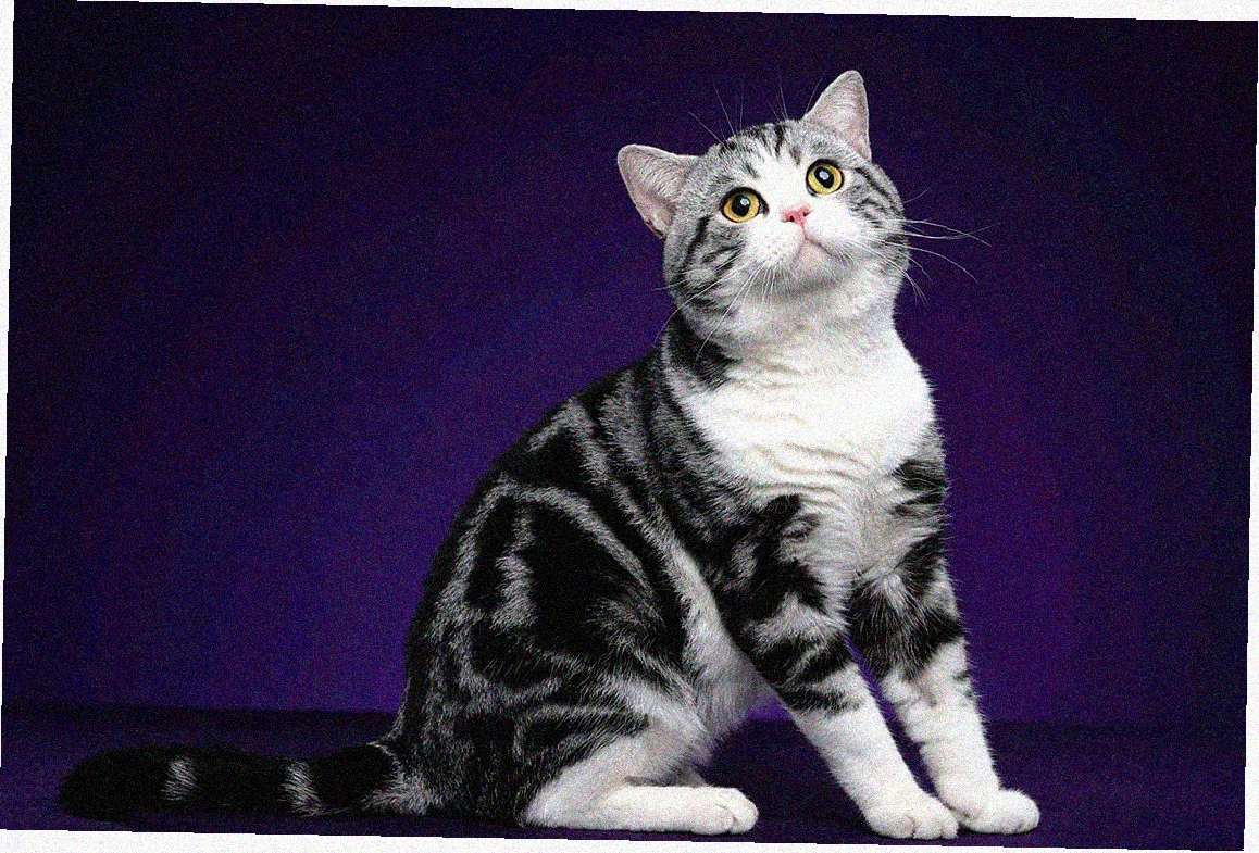 Американская короткошерстная кошка
